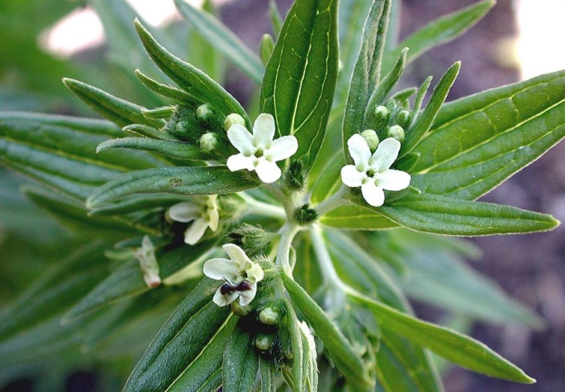 Echter Steinsame, Lithospermum officinale, etnobotanika